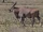 Common Eland