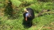 Amazing Animals (1996-1999)