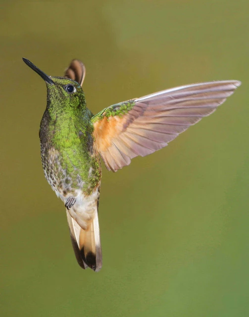Bufftailed NatureRules1 Wiki Fandom