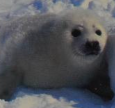 Children's Nature Library Zoo Animals Harp Seal