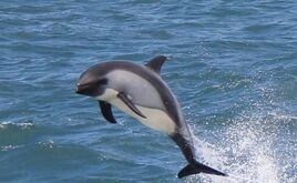 Chilean Dolphin