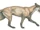 Cynodictis