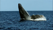 Earthflight (2012)