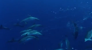 Ocean Odyssey (2006)