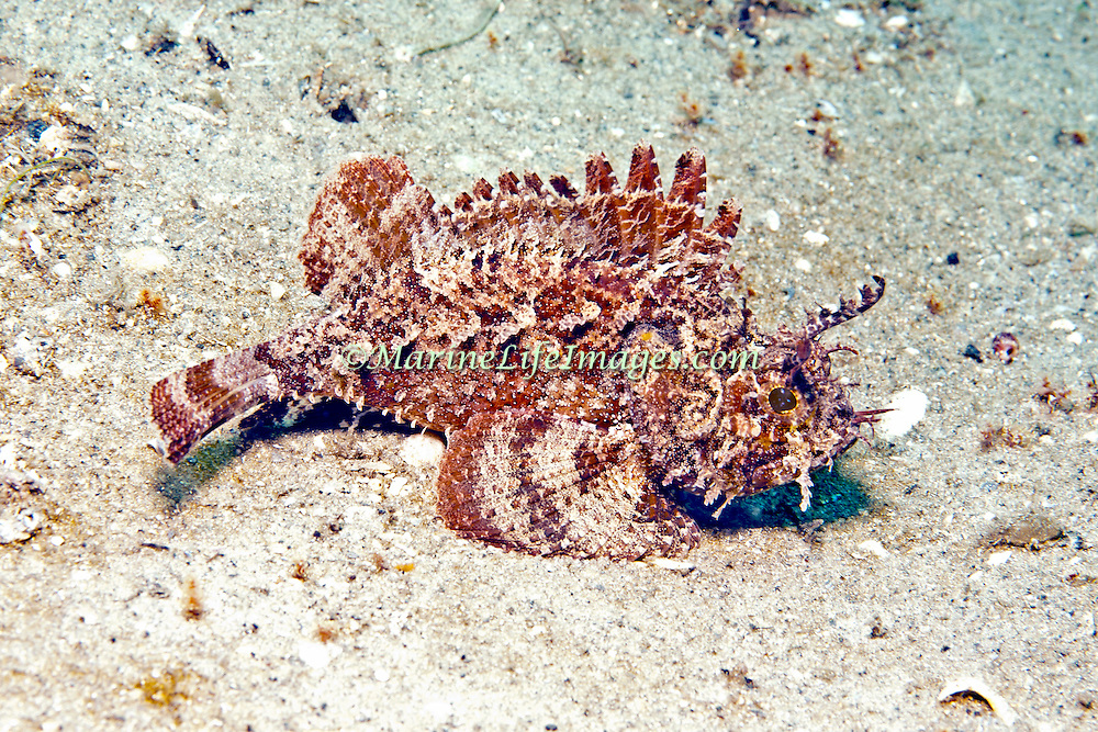 Plumed Scorpionfish | NatureRules1 Wiki | Fandom