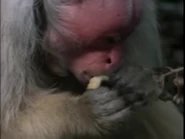 Really Wild Animals (1993-1998)