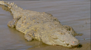 Scavengers of the Savannah (2000)