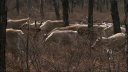 Wild China (2008)