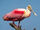 Roseate Spoonbill