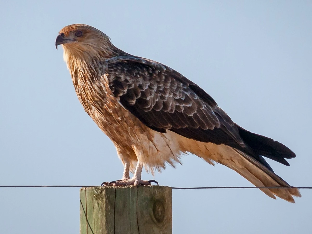 Whistling Kite NatureRules1 Wiki Fandom