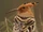 Eurasian Hoopoe