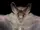 Big-eared Woolly Bat