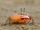 Calling Fiddler Crab