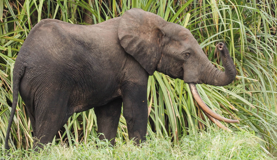 African Forest Elephant | NatureRules1 Wiki | Fandom