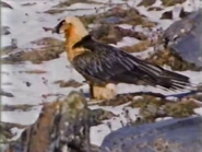 Bonebreaker's Mountain (1988)