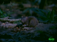 Deadly Vipers (2000)