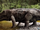 Erythrosuchus