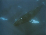 Eyewitness (1994-1997)