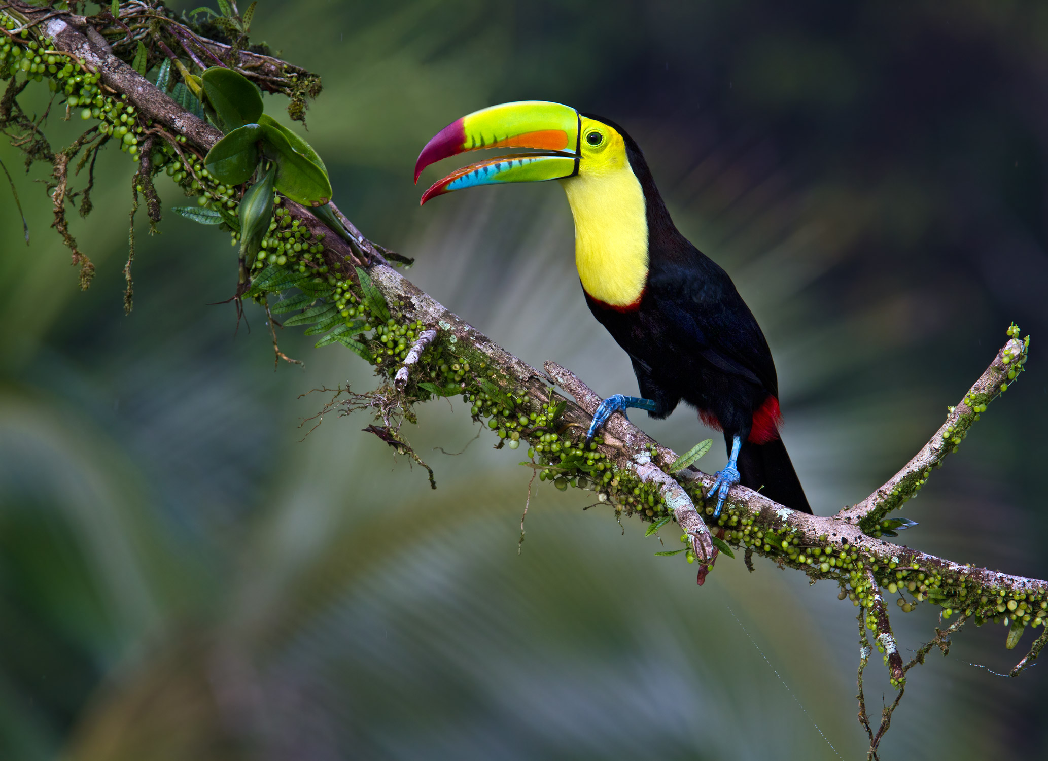 Keel Billed Toucan, PDF, Birds