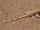 Shovel-snouted Lizard
