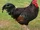 Rhode Island Red