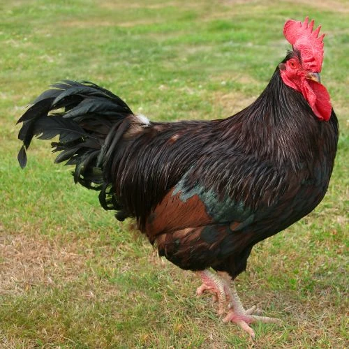 What is the State Bird of Rhode Island: Discover Its Unique Charm