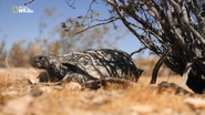 Wild Southwest (2018)