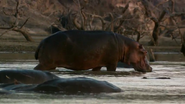 Zambezi (2012)