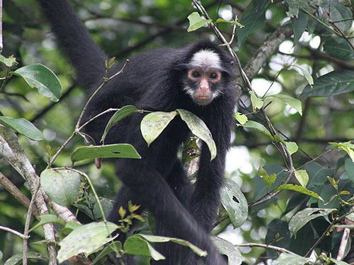 MACACO ARANHA DE TESTA BRANCA (WHITE-CHEEKED SPIDER MONKEY-ING