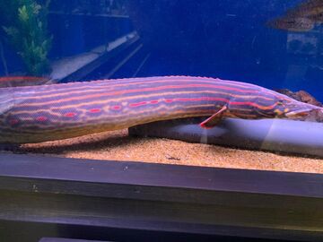 Fire Eel | NatureRules1 Wiki | Fandom