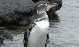 Penguin, Galapagos