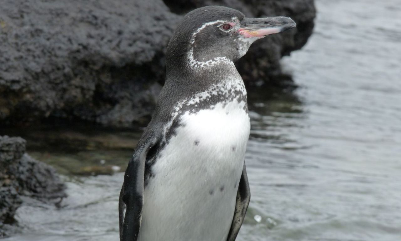 Little Blue Penguin, NatureRules1 Wiki