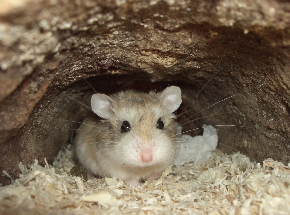 Campbell's Dwarf Hamster, NatureRules1 Wiki