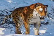 Planet Zoo (2019)