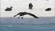 South Pacific Black-footed Albatross.png (1.07 MB) Wild Pacific (2009) "Endless Blue"