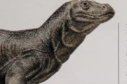 The Marshall Children's Dinosaur Encyclopedia Megalania.png (26 KB)