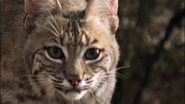 Untamed Americas (2012)