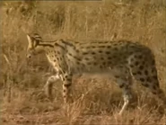 Wildest Africa (1995)