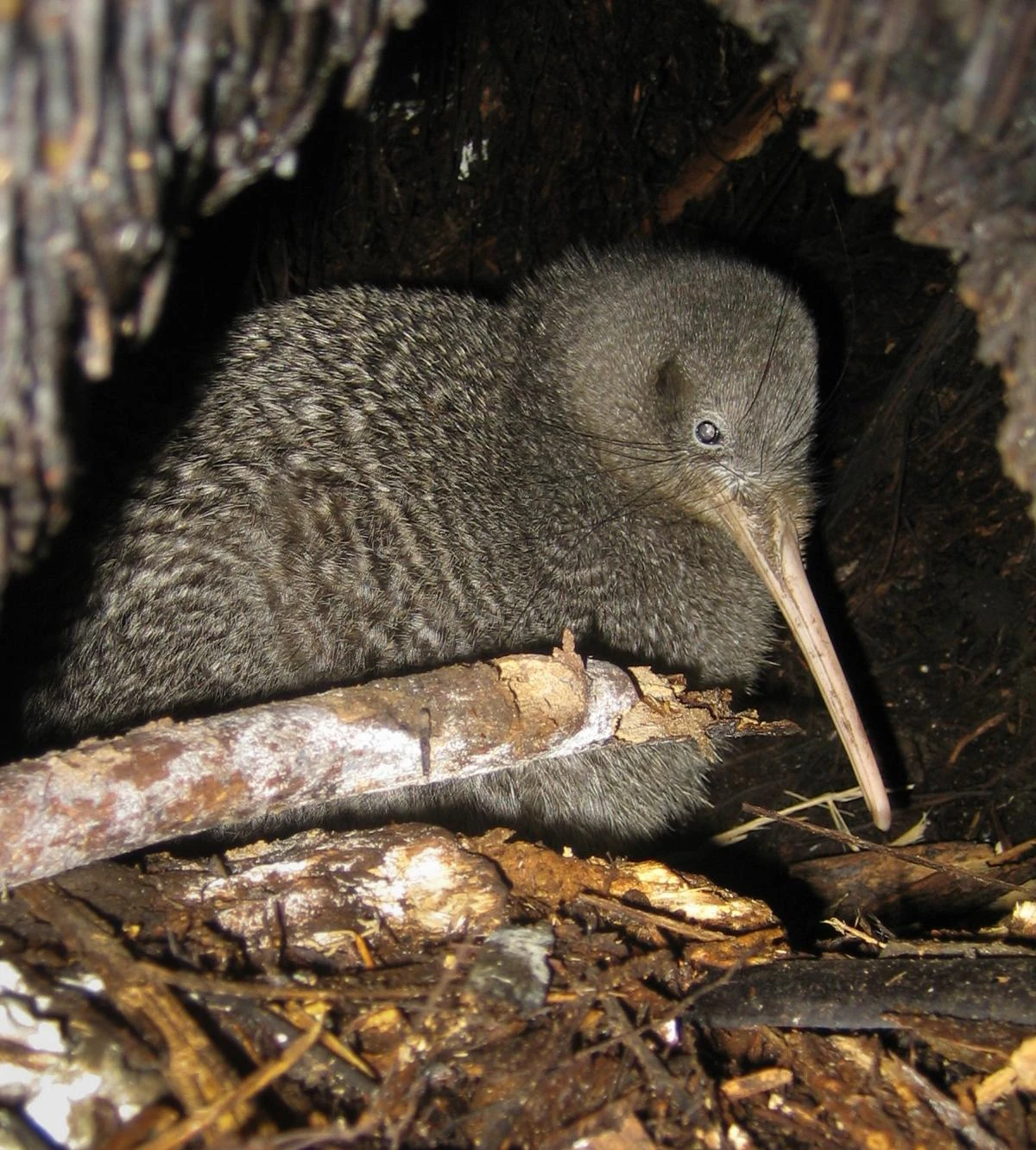 Little Spotted Kiwi | NatureRules1 Wiki | Fandom