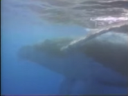Amazing Animals (1996-1999)