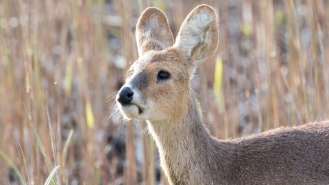 Chinese Water Deer | NatureRules1 Wiki | Fandom