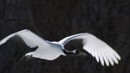 Earthflight (2012)