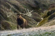 Extinct (2001)