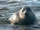Baikal Seal