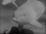 Revenge of the Creature (1955)