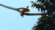 Wild Indonesia (1999)