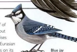Blue Jay – BirdWatchers
