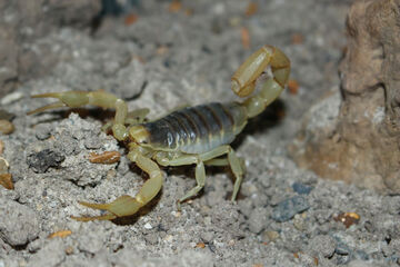 giant desert scorpion