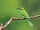 Asian Green Bee-eater