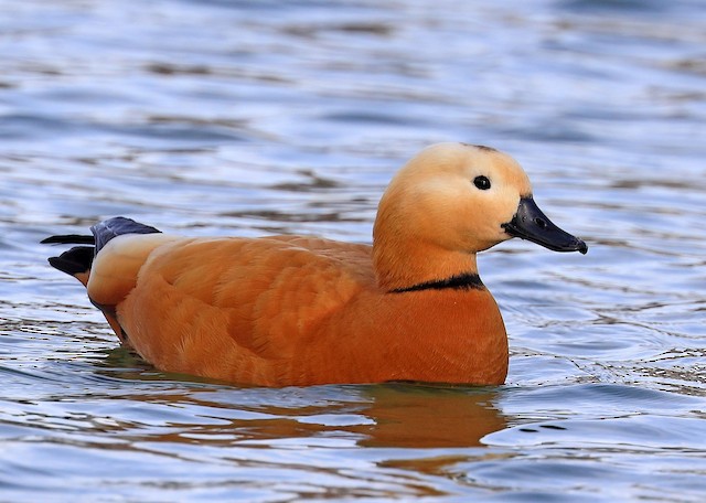 ruddy shelduck facts